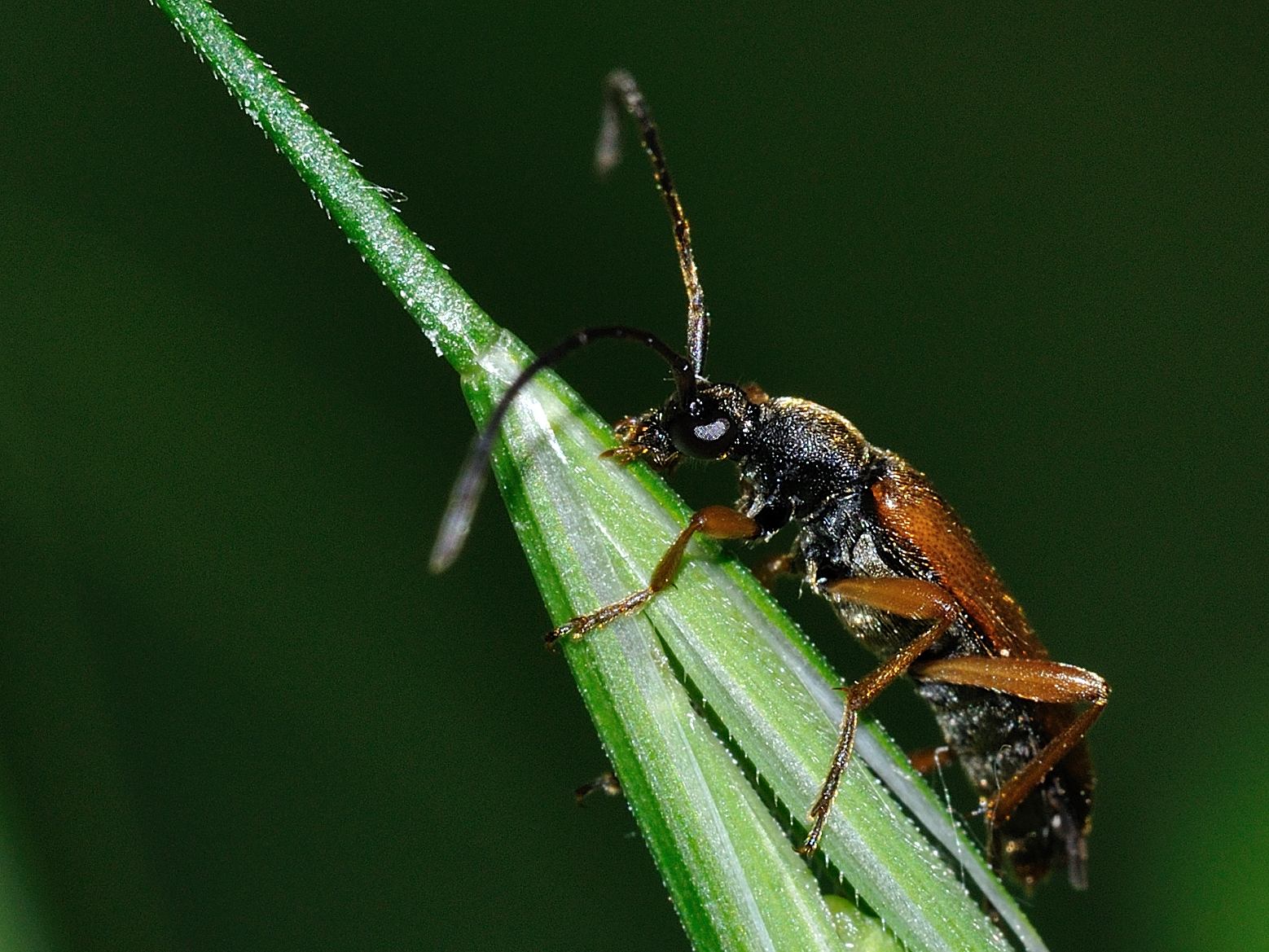 ID Cerambycidae
